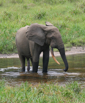 Un elefante africano del bosque, que tiene un cuerpo más estrecho que la subespecie de sabana, se encuentra en un charco de agua.