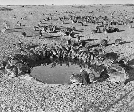 A high density of rabbits surrounds a waterhole in Australia in 1938.