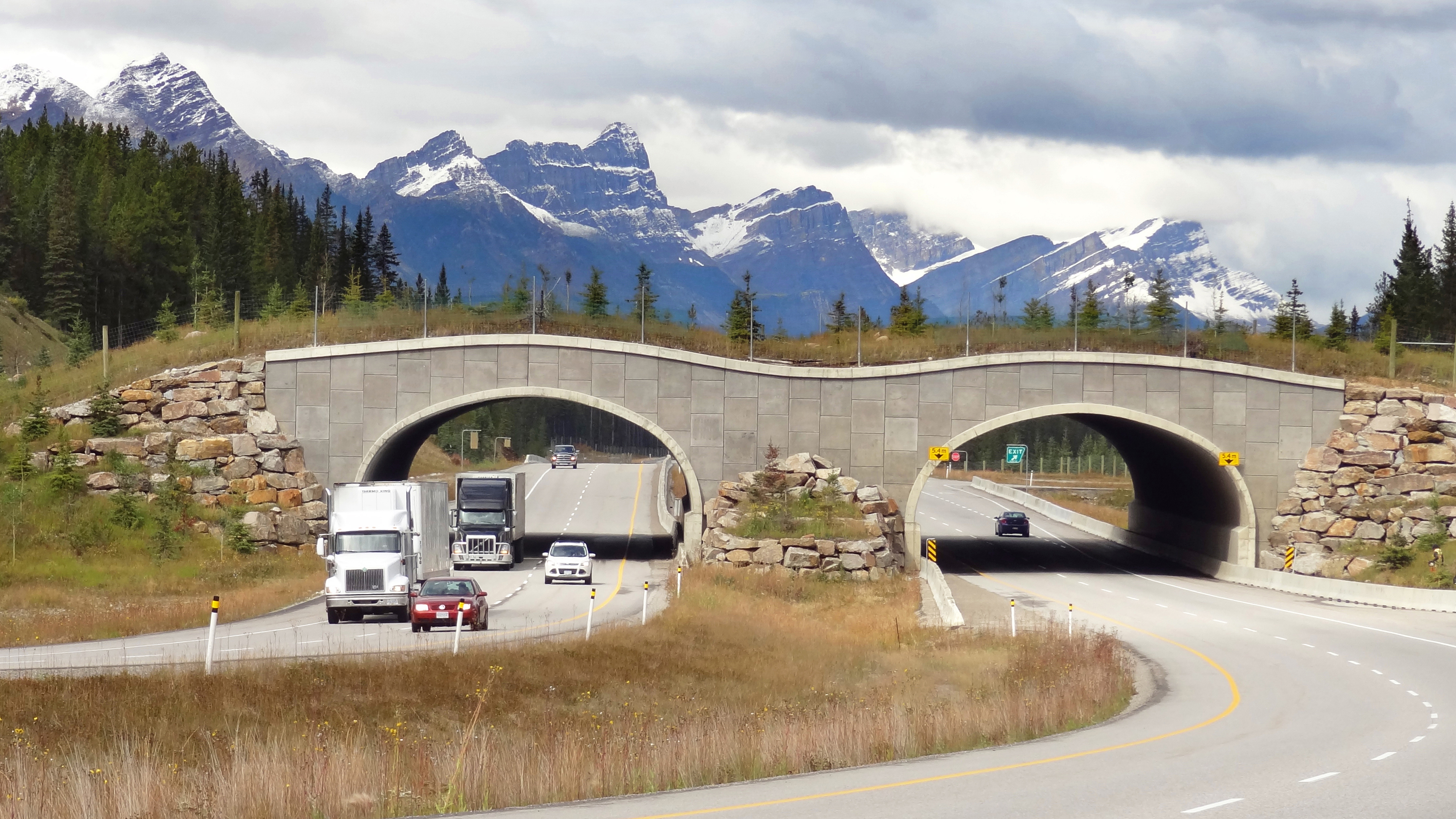 Vehicles pass under a wildlife corridor with small trees and other vegetation on it. Thick conifer forest and mountains are visible in the background.