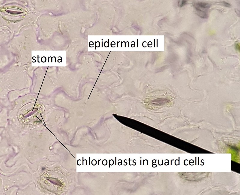 La epidermis de una planta con varios estomas visibles.