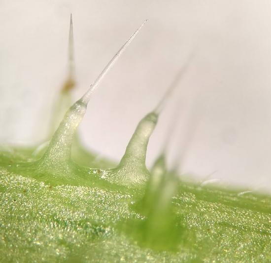 Trichomes on a nettle leaf look like hypodermic needles