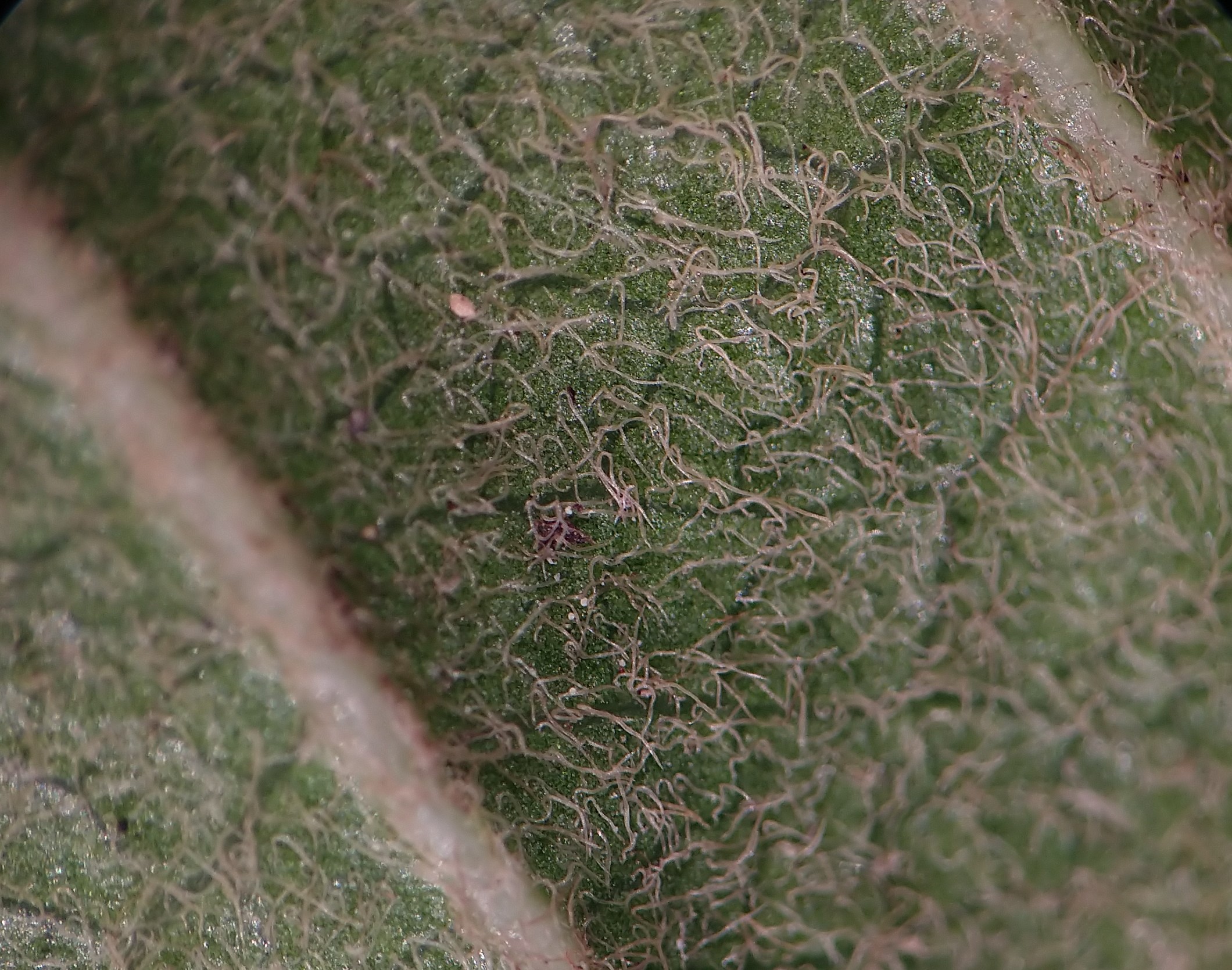 Trichomes on the underside (abaxial) of a leaf 