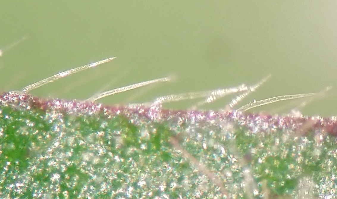 Trichomes on the margin of a leaf 
