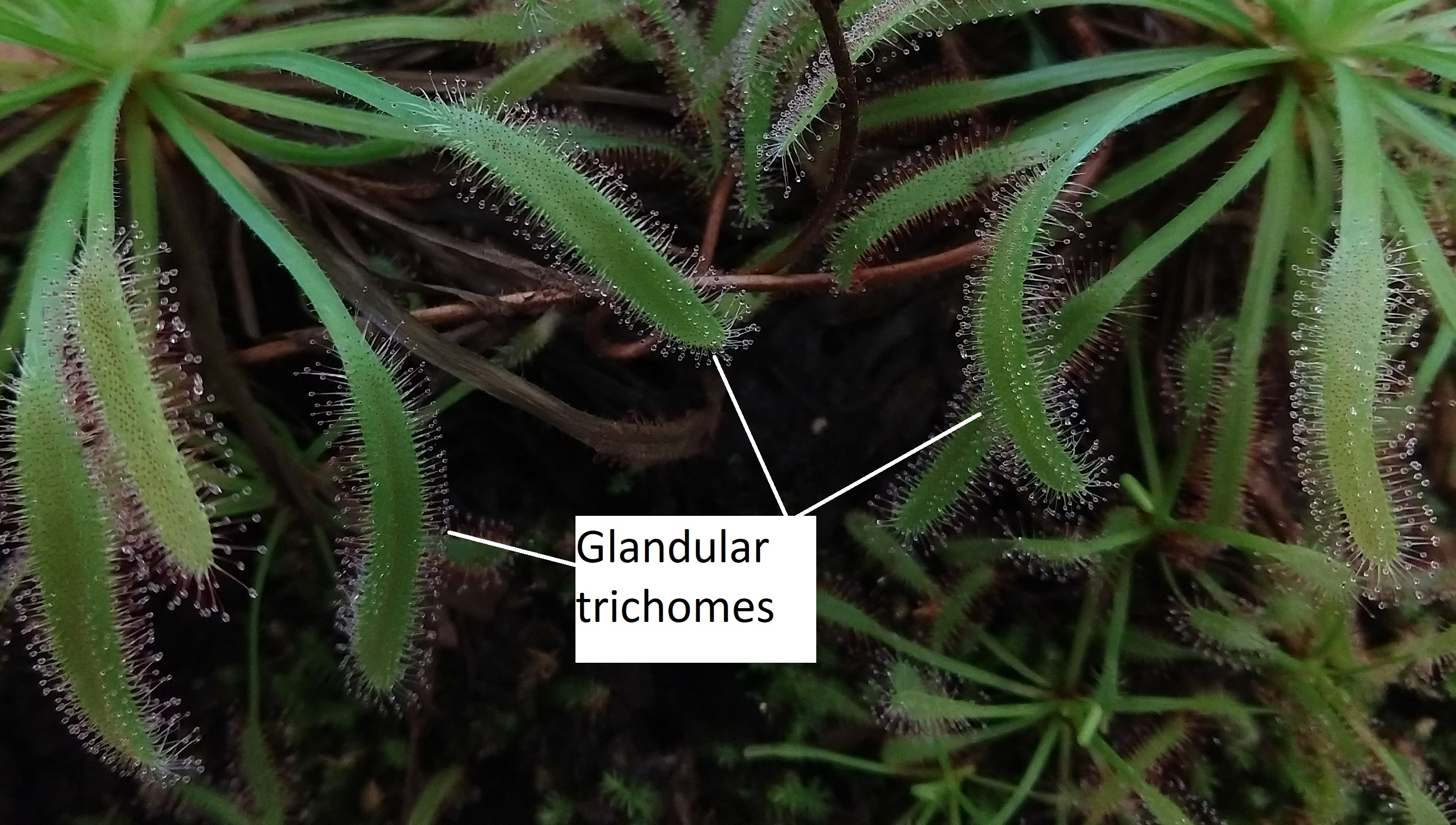 Several sundew plants covered with glandular trichomes