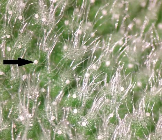 Trichomes on the underside of a sage leaf