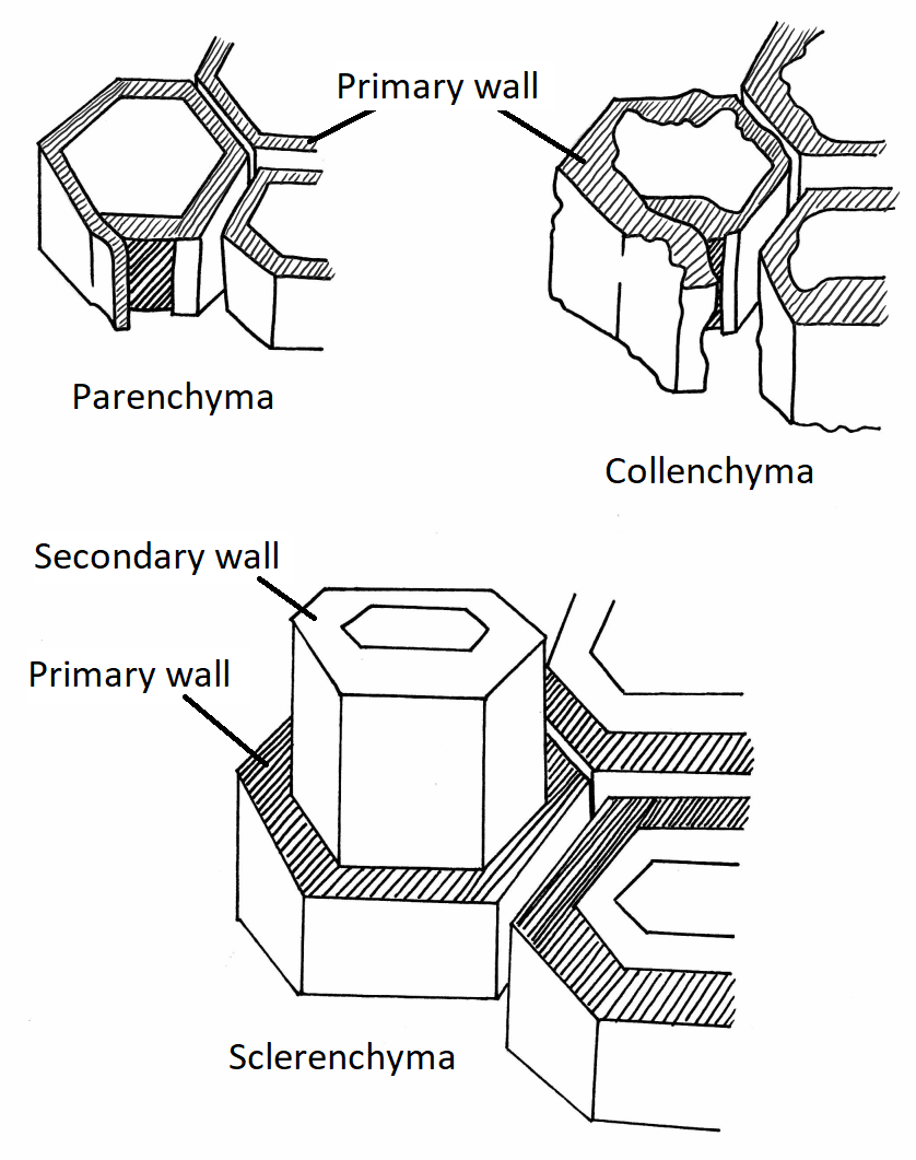 Los tres tipos diferentes de células que se encuentran en las plantas