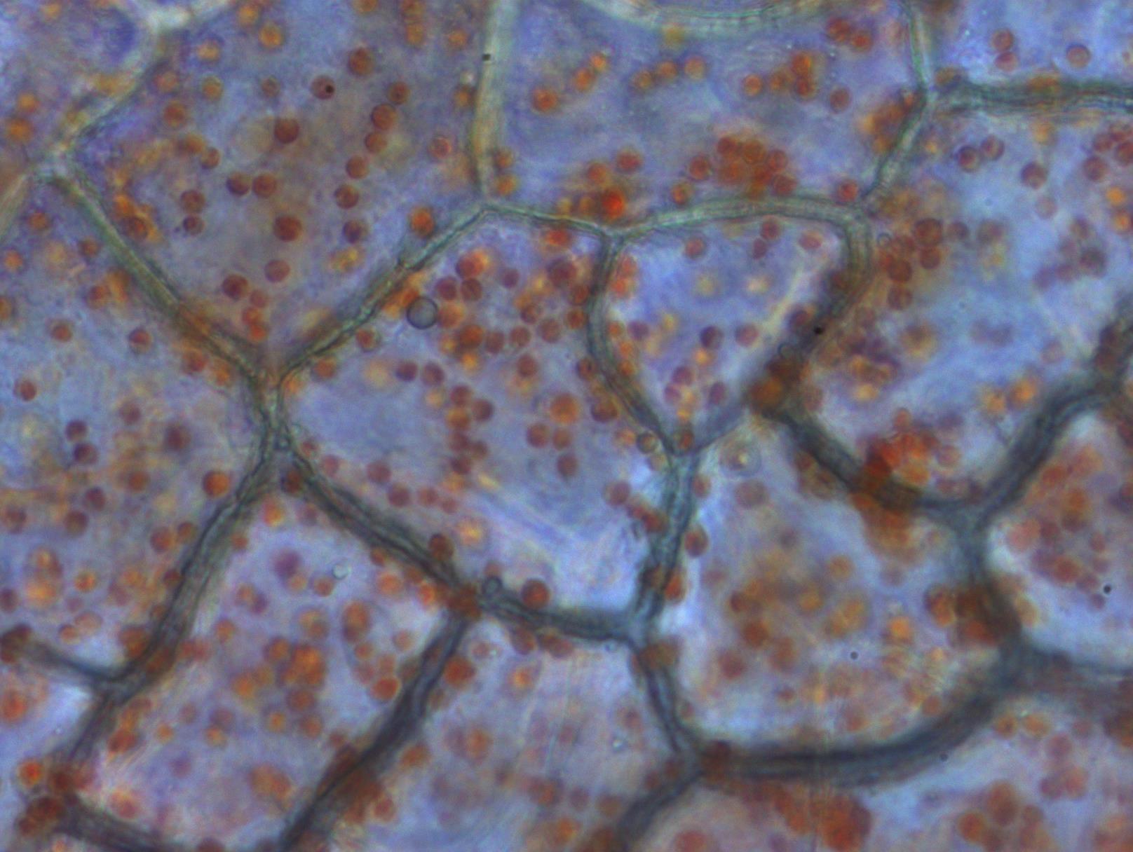 Una imagen más cercana de células epidérmicas de pimiento rojo y cromoplastos