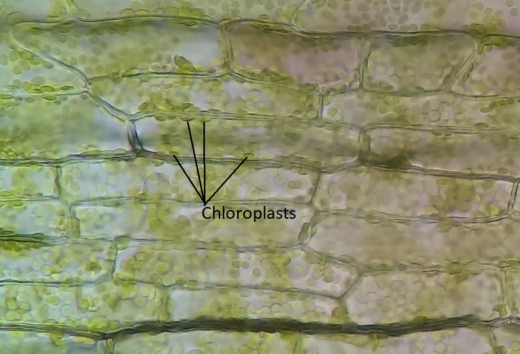 Células en una hoja de Elodea, mostrando cloroplastos que recubren los bordes