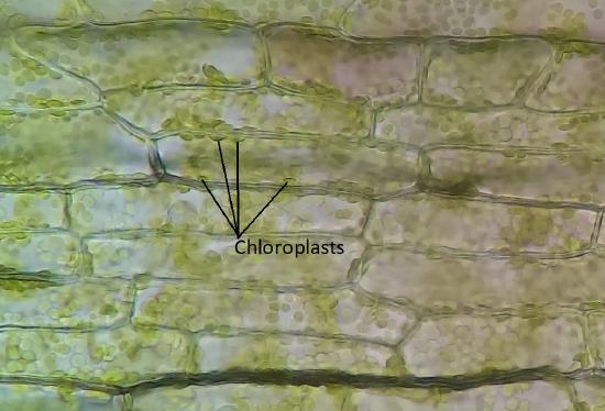 Cells in an Elodea leaf, showing chloroplasts lining the edges