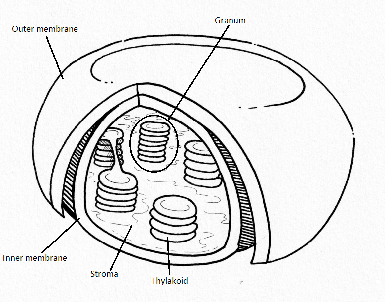 Anatomía del cloroplasto