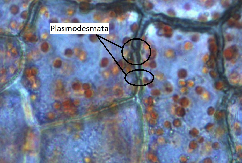 Plasmodesmata que conecta células en una epidermis de pimiento rojo