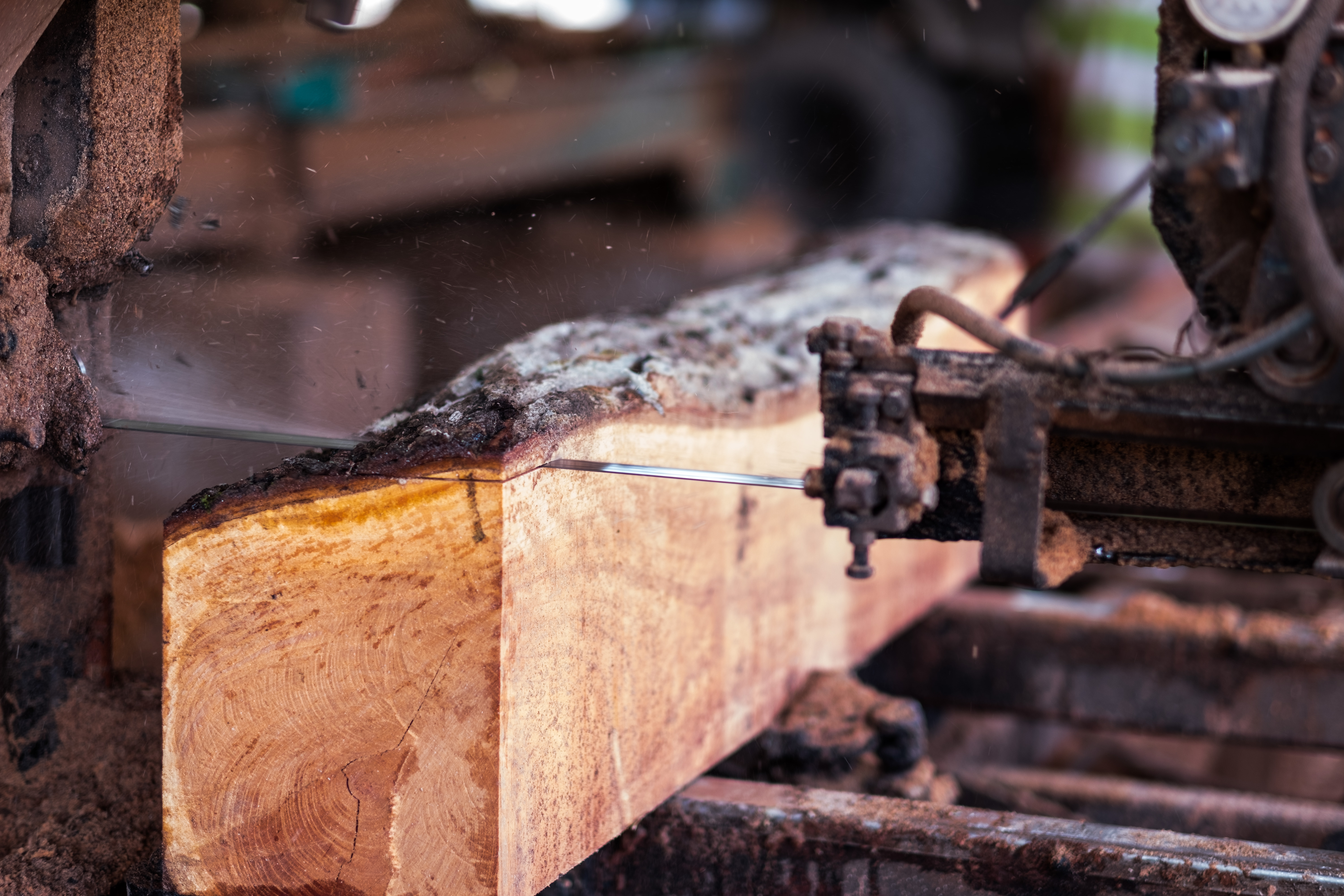 A saw cuts Spanish cedar at a sustainable sawmill