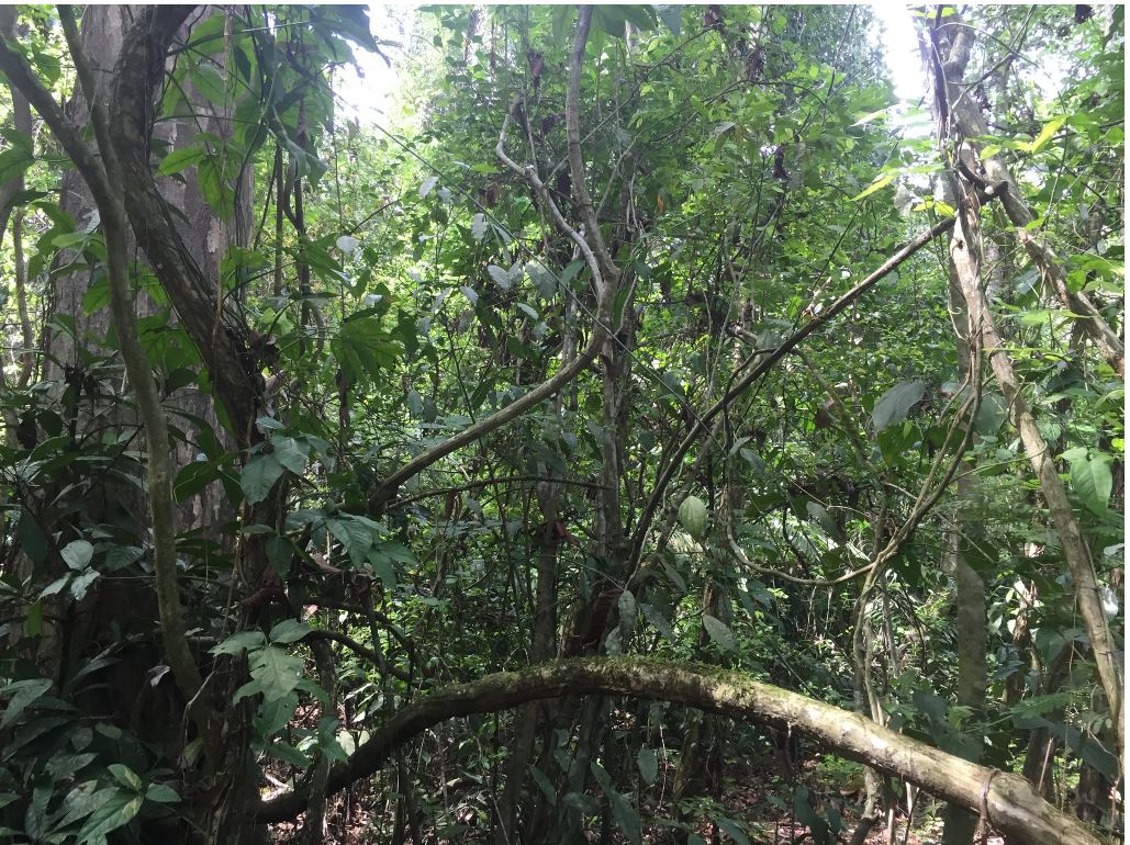 Plants in Tropical Rainforests compete for light