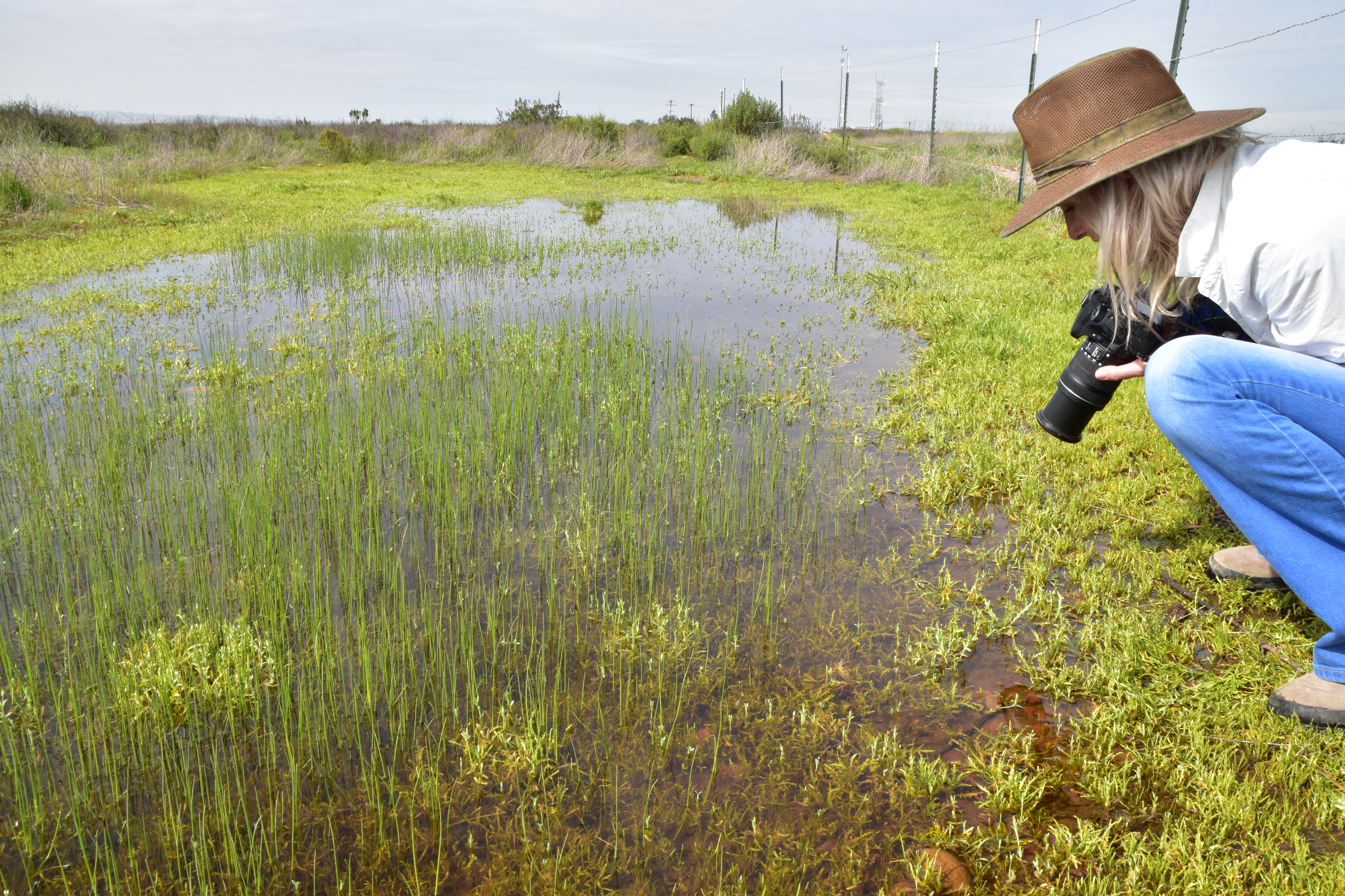A woman takes photos of endangered species in a shallow vernal pool surrounded by vegetation.