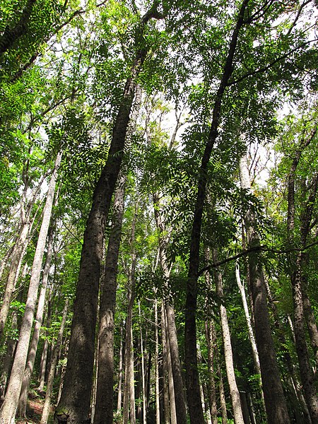 Big-leaf mahogany trees at a plantation in Maui, Hawaii