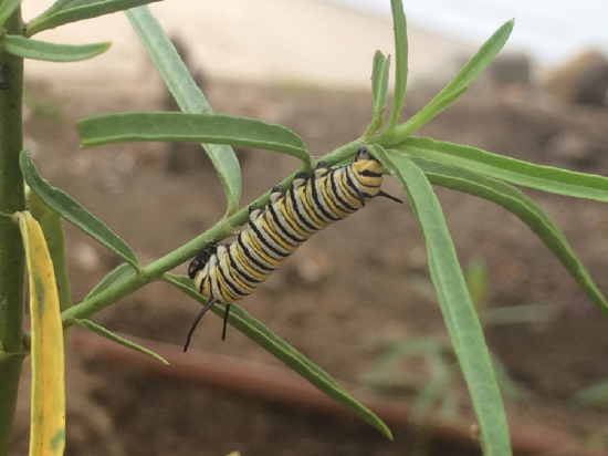 Monarch caterpillar on a Milkweed 