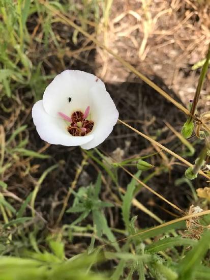 Mariposa Lily Pollinated by a fly