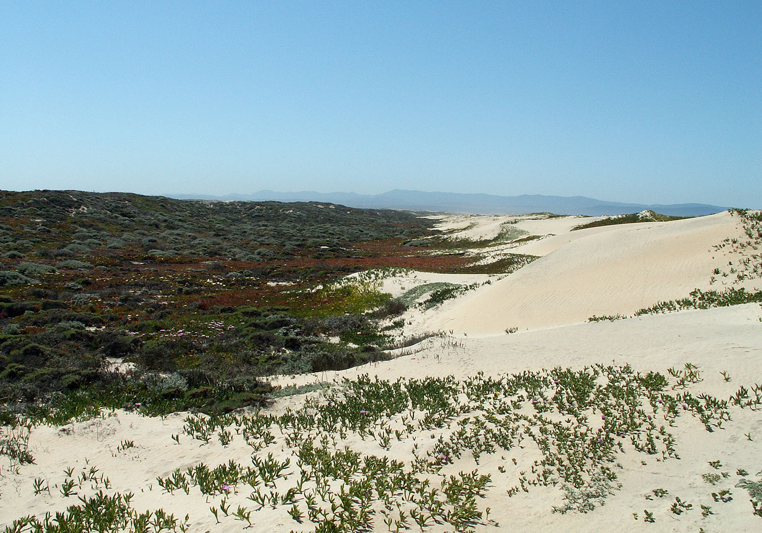 Sprawling vegetation and bare sand with low mountains in the background. 