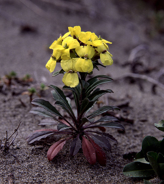 Una planta pequeña con un racimo de flores amarillas de cuatro pétalos y hojas oscuras originarias de un tallo central.