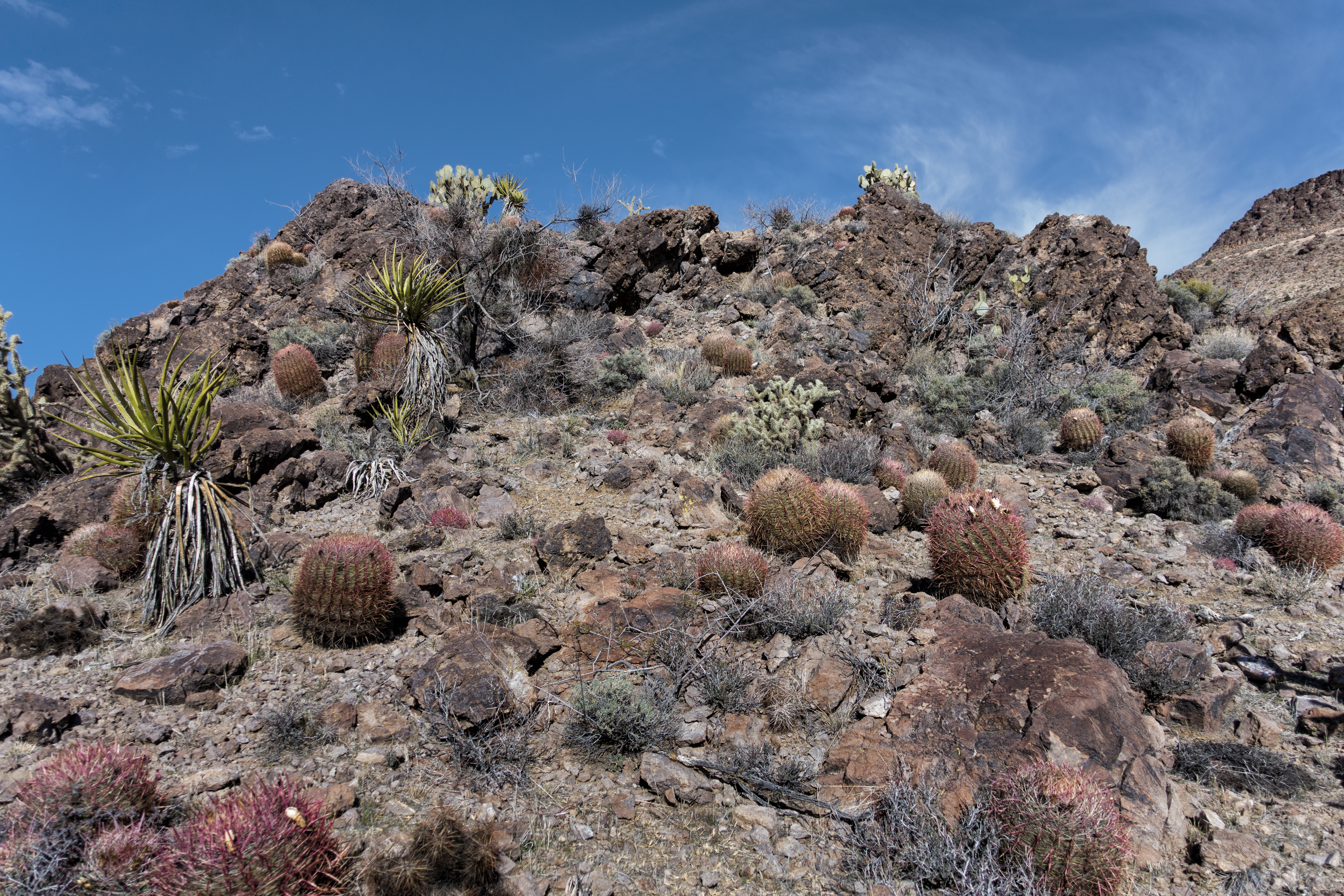 Desert plants including yucca, cholla cactus, and prickly pear cactus grow between patches of bare soil and rock.