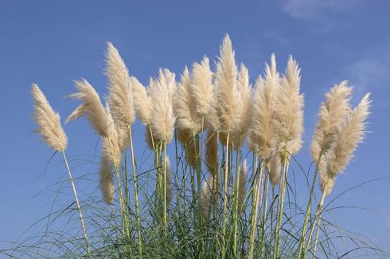 Pampas Grass stand with inflorescence