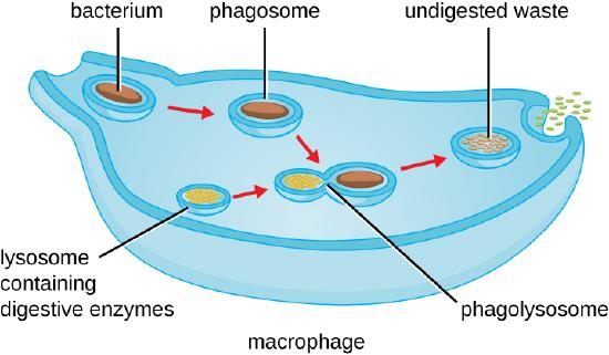 phagocytosis.jpg