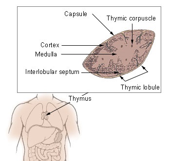 thymus location and structure