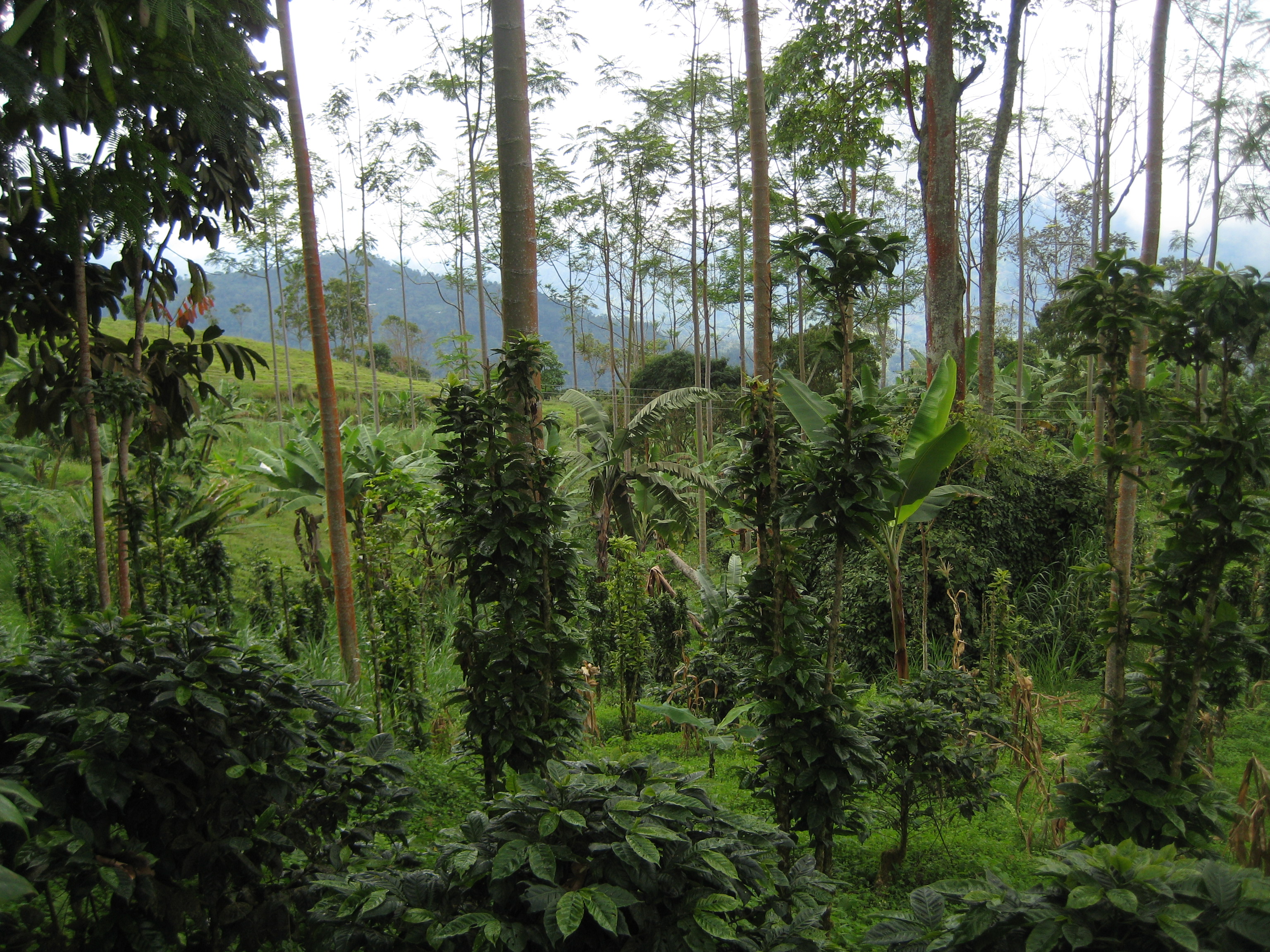 Shade-grown coffee plants are intermixed with other rainforest forest.
