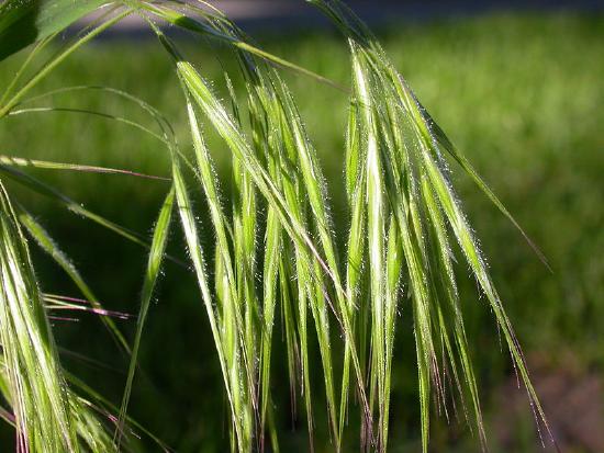 Cheat grass spikelets with long, pointy awns 