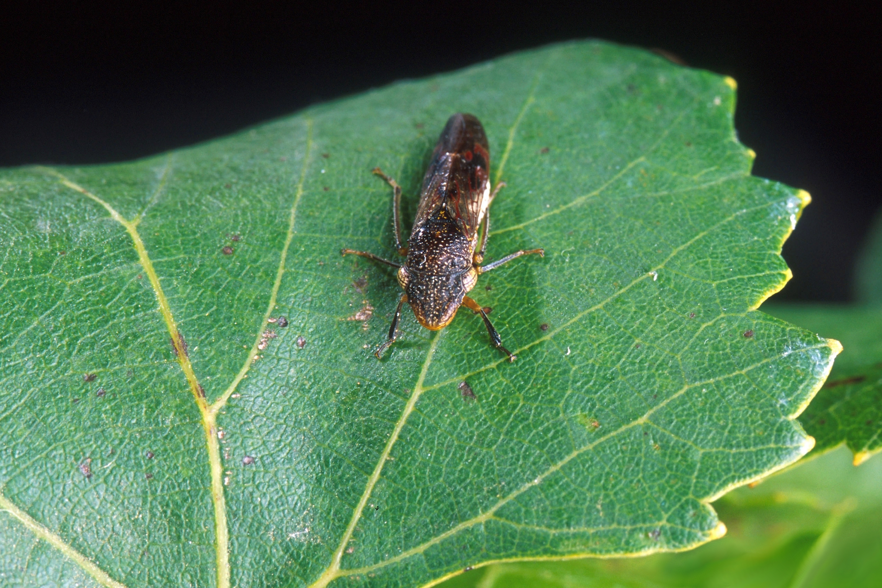 A small, dark brown insect with a triangular head and transparent wings sits on a grape leaf.