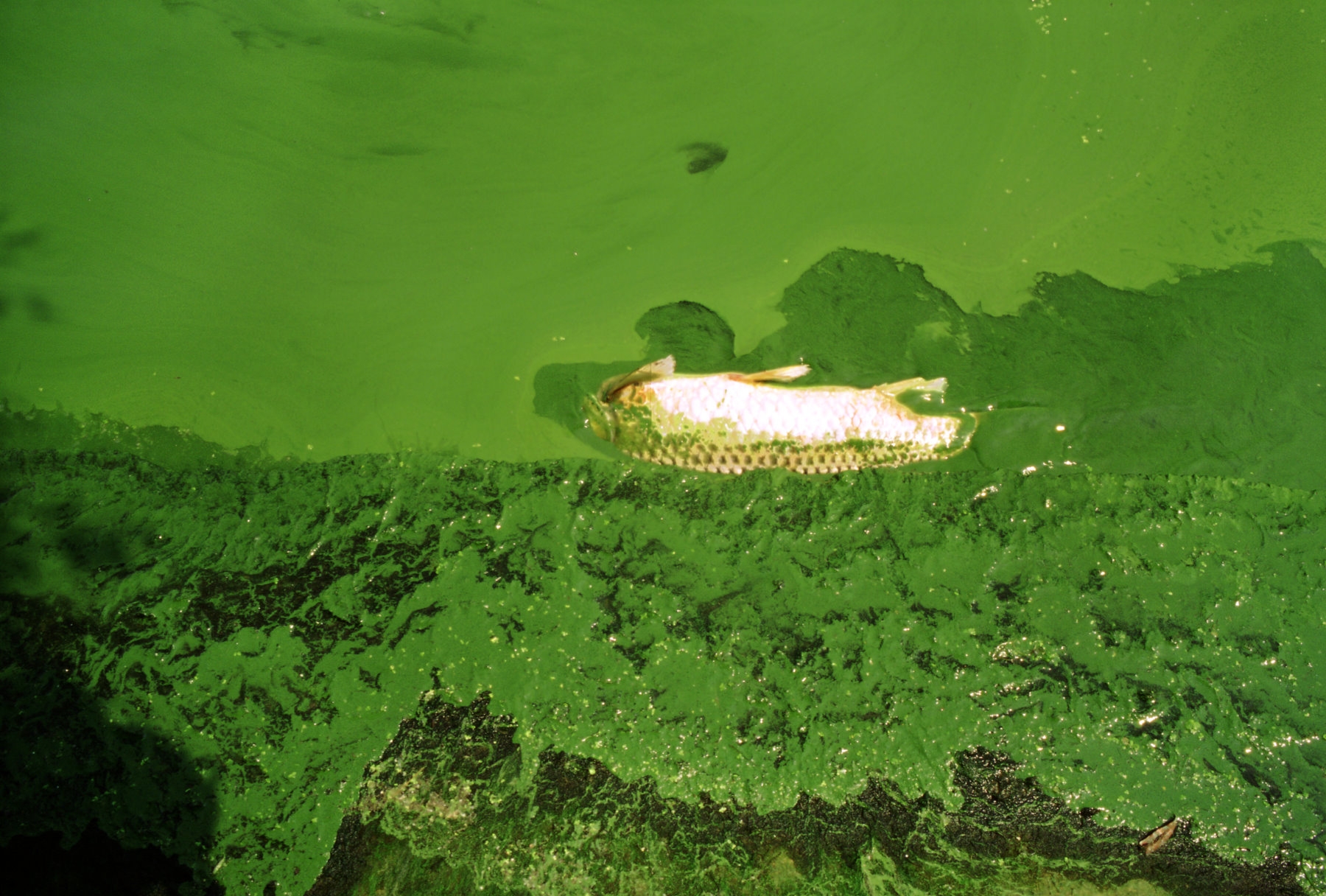 A lake totally covered in bright green algae. A dead fish floats on the surface.