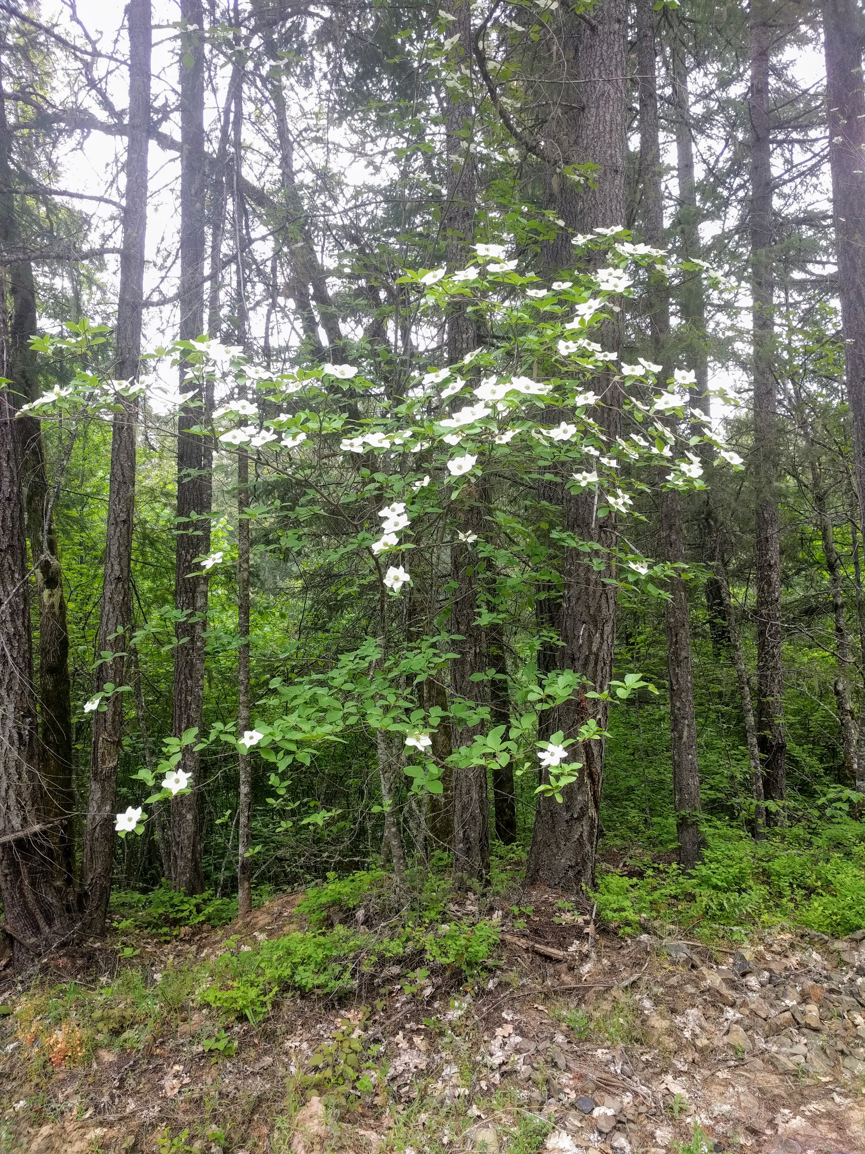 A Pacific dogwood tree in the forest. It is a small tree with white bracts.