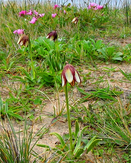 The endangered plant Fritillaria roderickii has six dark red and white petals on a single large flower that extends from a basal rosette of leaves.