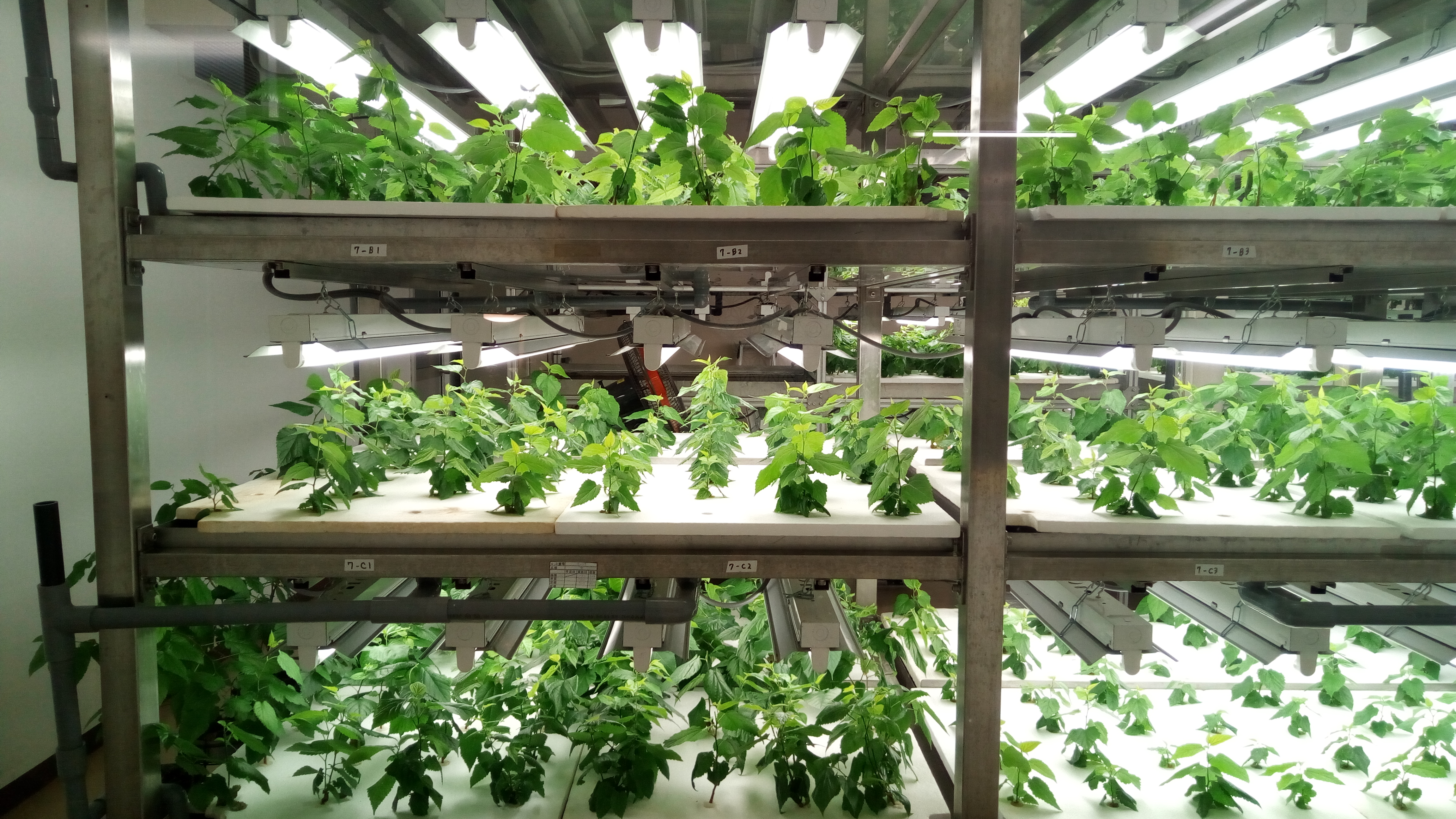 Shelves of plants under florescent lights. Each plant's shoot system emerges from an opening, under which the roots are bathed in a nutrient solution.