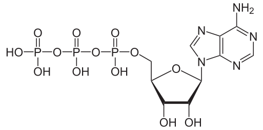The structural formula of adenosine triphosphate consists of adenine (two fused carbon and nitrogen rings), ribose, and three phosphate groups.