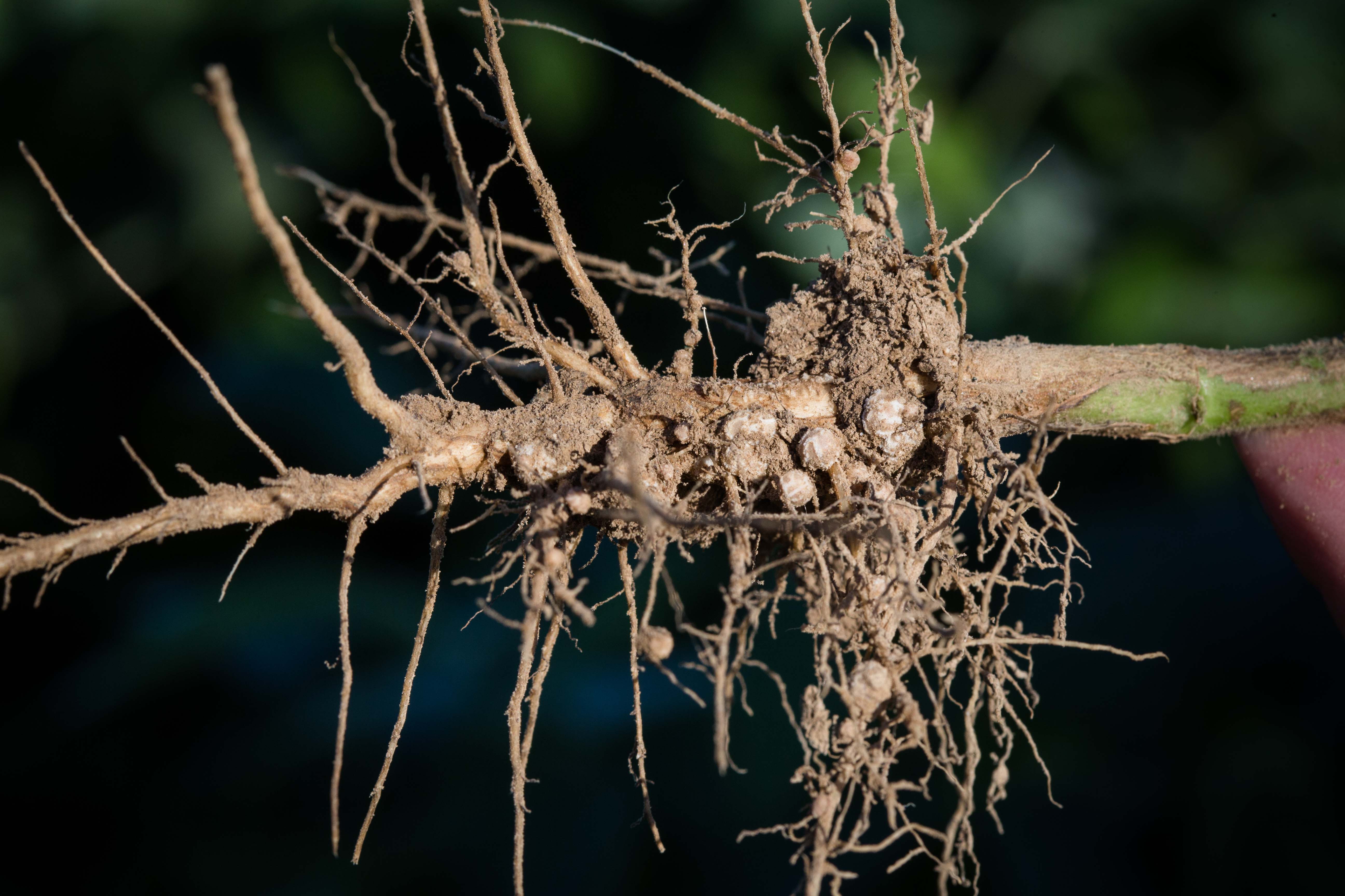 A dirty soybean root with spherical root nodules. Secondary roots branch off the primary roots. 