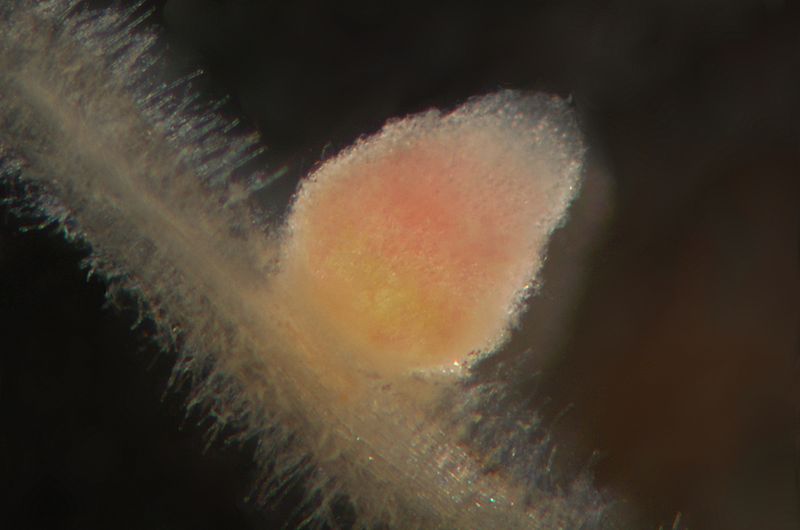 Close-up view of a root with root hairs and a pink, round root nodule