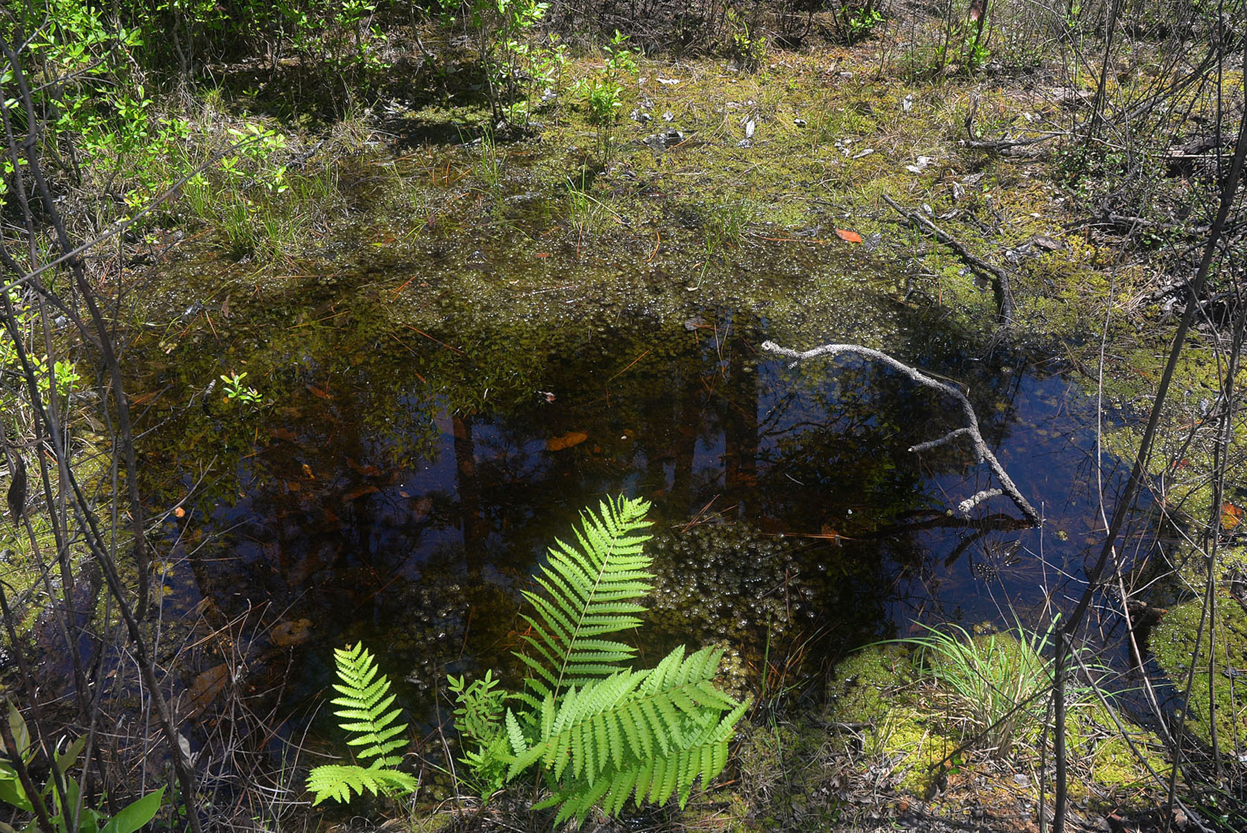 A stagnant pool of water with algae and moss surrounded by a fern and small trees