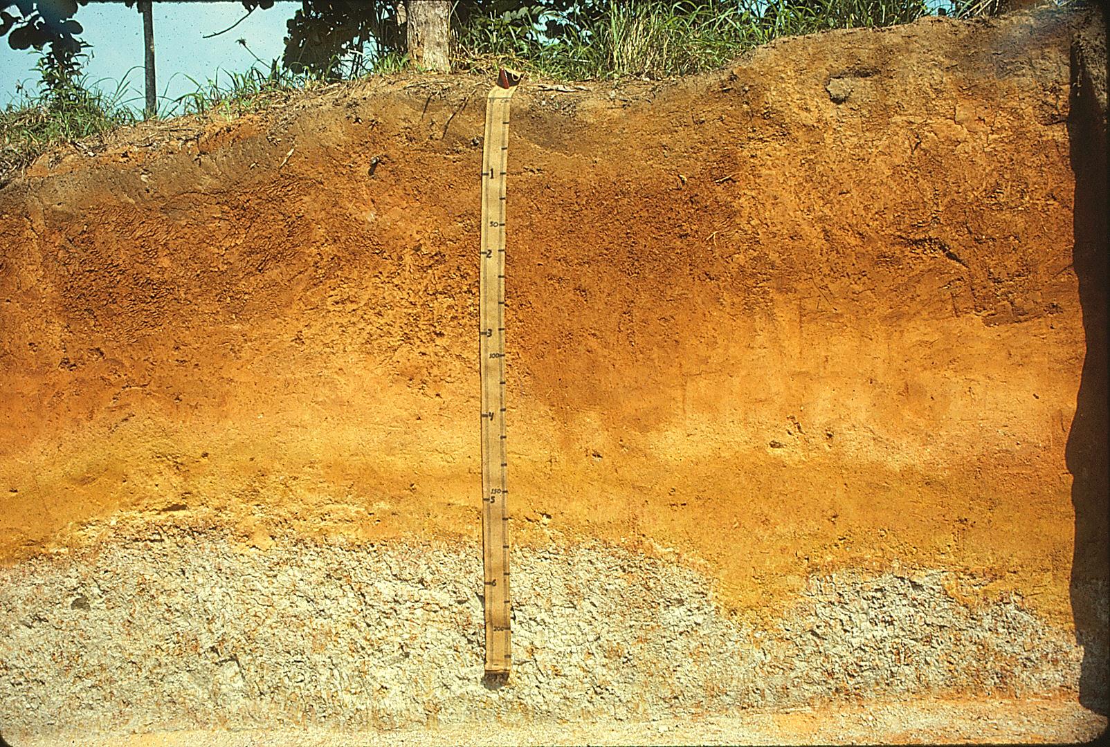 Soil is cut to reveal an upper brown layer, a middle orange-brown layer, and a tan bottom layer. Vegetation is visible on the soil surface.