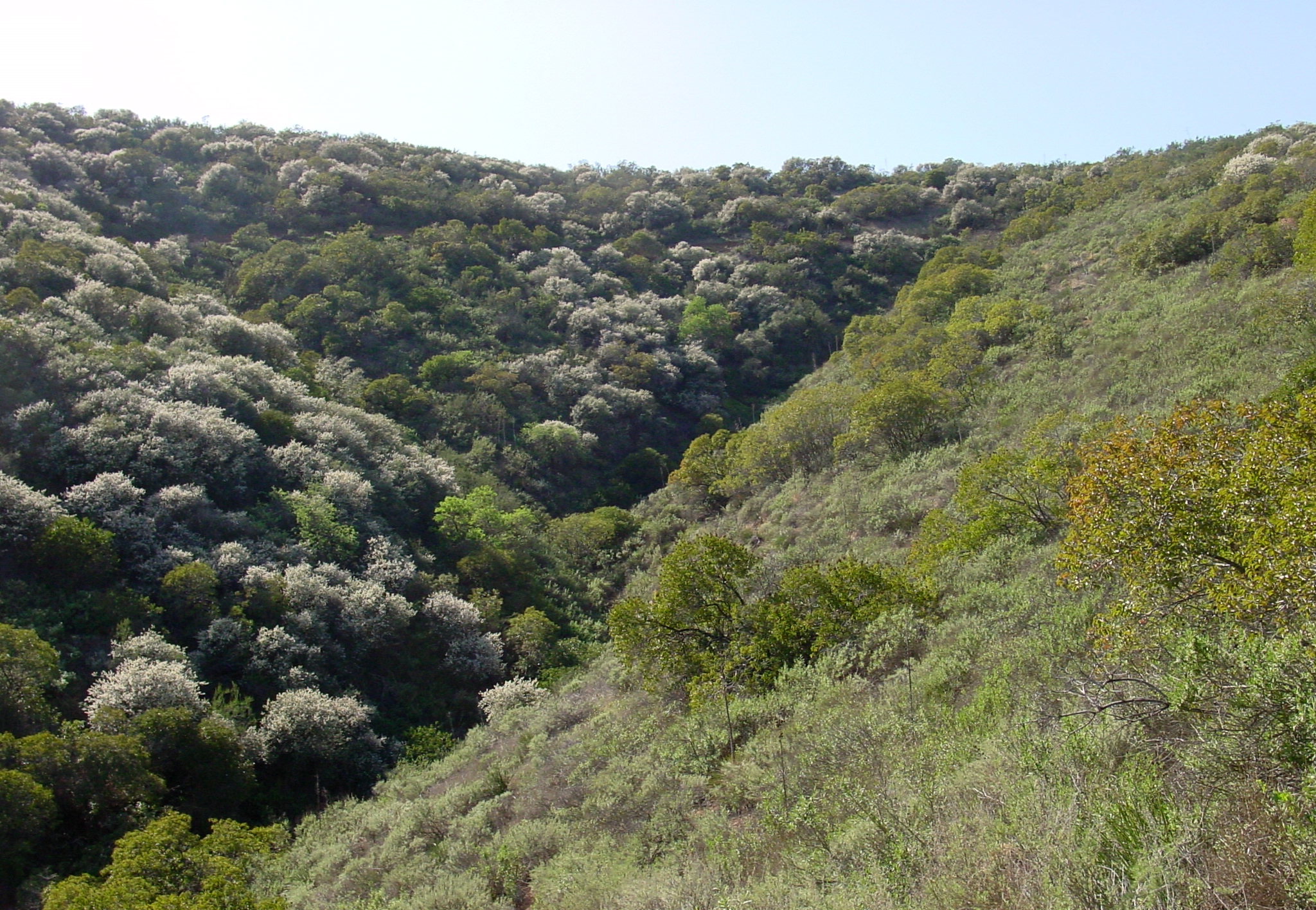 Dos pendientes se encuentran en el medio, formando una zanja. La ladera izquierda tiene arbustos agrupados muy juntos, pero la vegetación es más escasa en la ladera derecha.