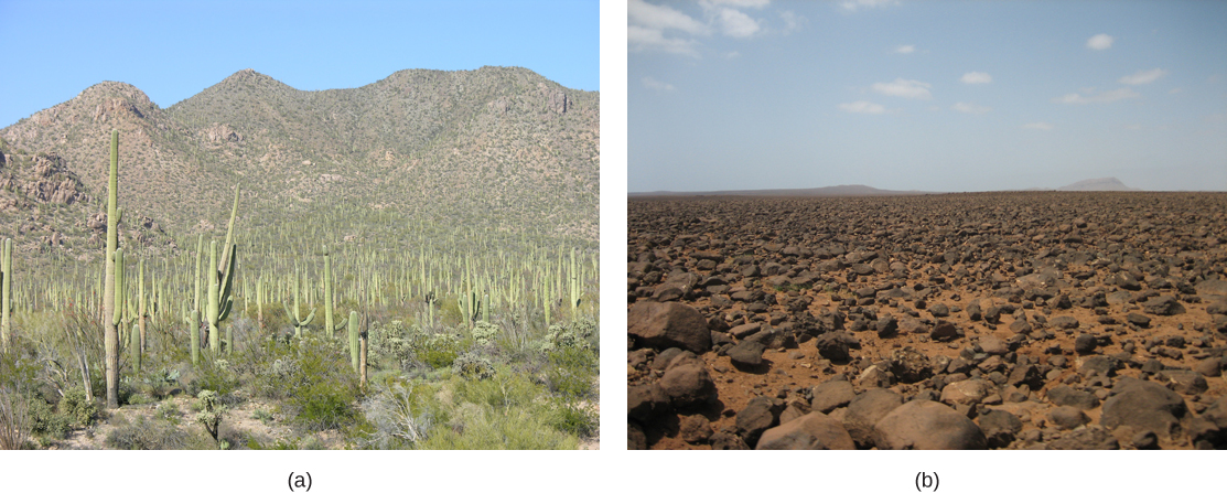Saguaro cacti that look like telephone poles with arms extended from them (a) and a barren plain of red soil littered with rocks (b).