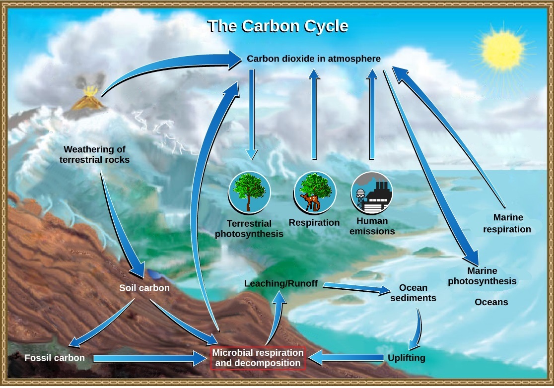 Rocks, the ocean, the atmosphere, and organisms in carbon cycle diagram. Arrows represent the processes that move carbon from one medium to another.