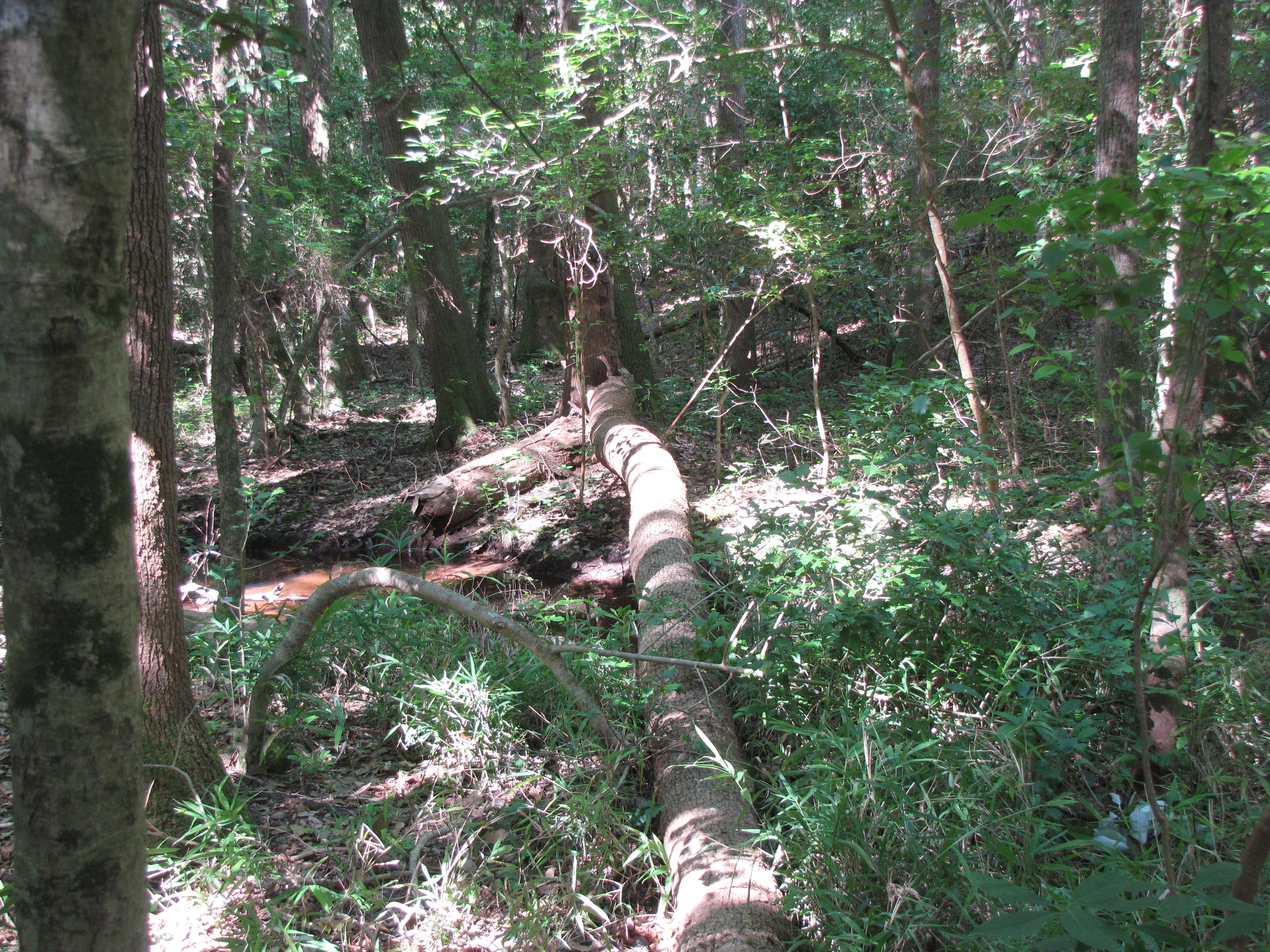 Un árbol caído en el suelo del bosque rodeado de plantas herbáceas