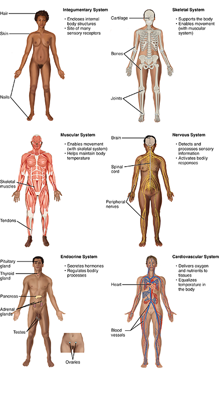 Integumentary, Skeletal, Muscular, Nervous, Endocrine, and Cardiovascular System illustrations. details in the text