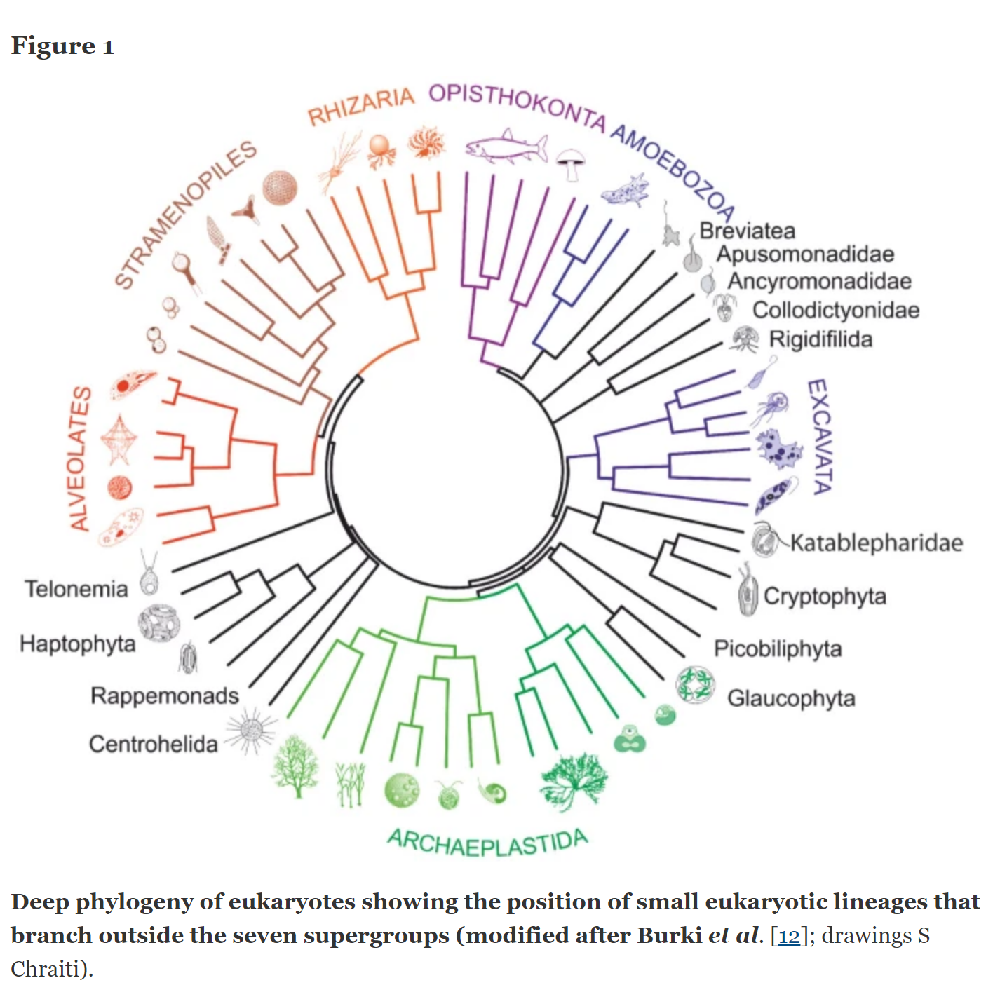 Una filogenia para eucariotas publicada en Pawlowski (2013), un artículo de acceso abierto