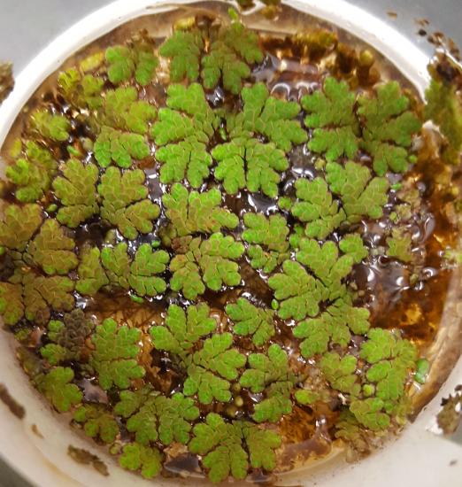 Many water ferns from the genus Azolla in a dish