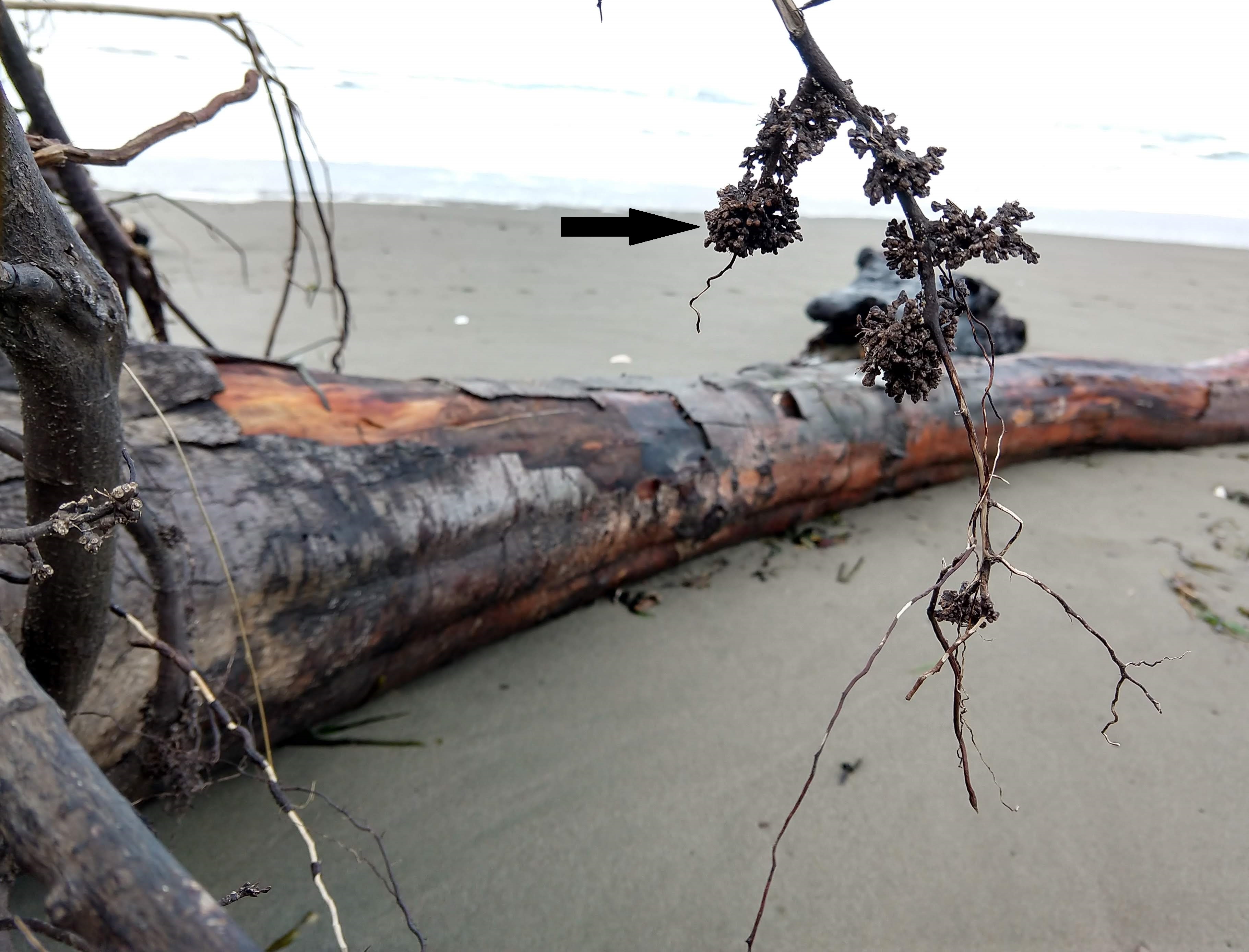 An alder tree washed up on the beach. Its roots have woody-looking clusters, indicated by an arrow. 