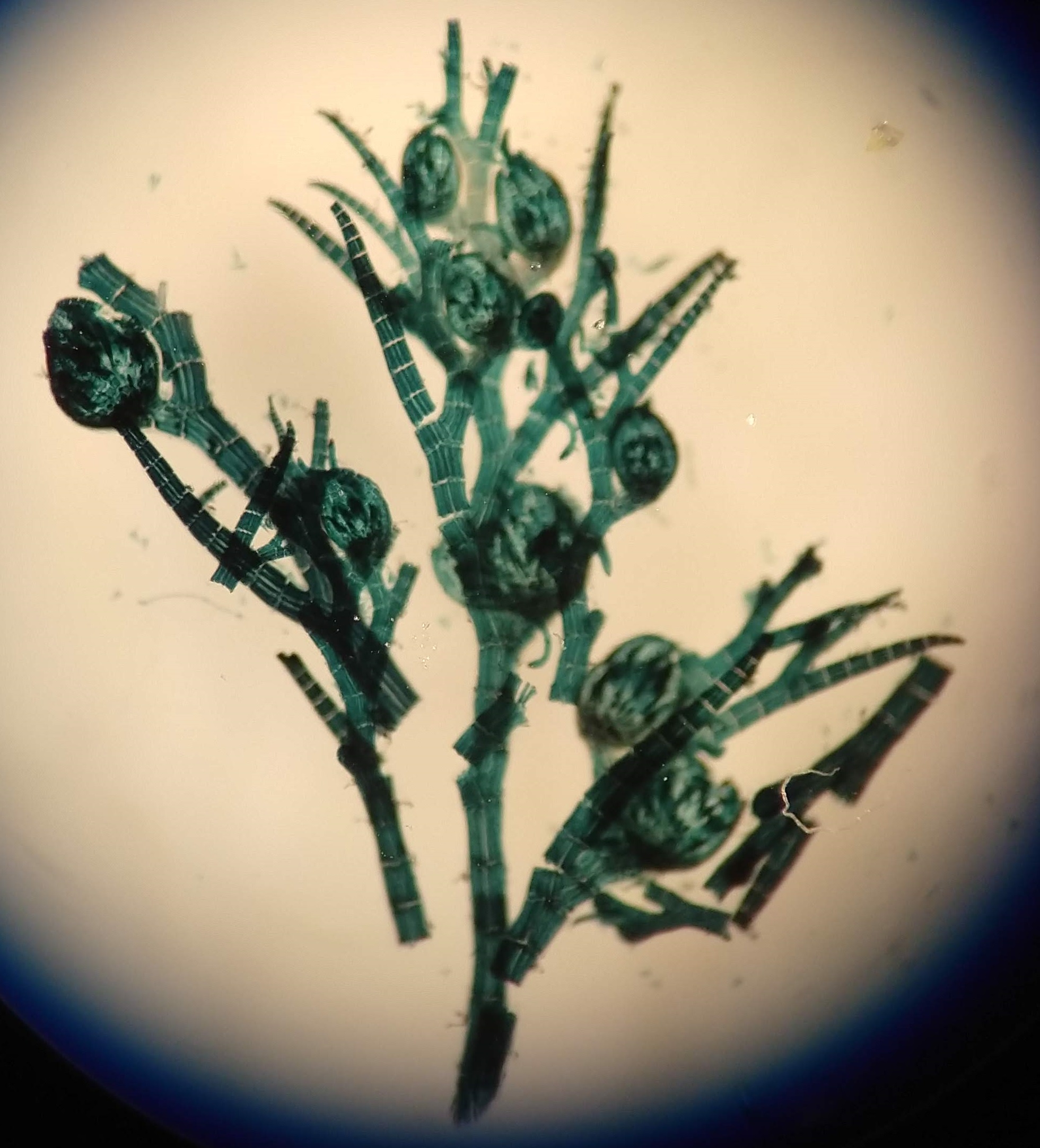 Female gametophyte thallus of Polysiphonia
