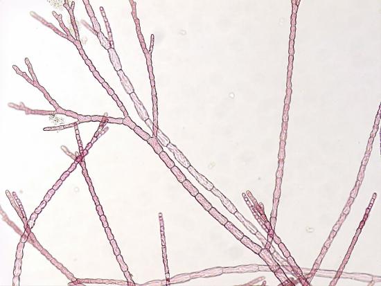 Callithamnion, a filamentous, multicellular red alga with cells forming long, branching chains