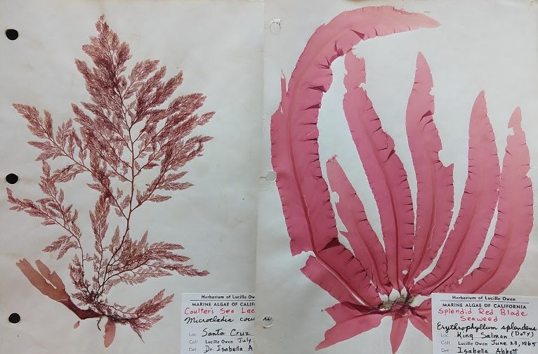 Dos talos diferentes de algas rojas multicelulares que han sido prensados y montados para hacer especímenes de herbario